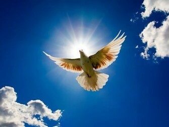 Bonewallpaper Best Desktop HD Wallpaper Bird