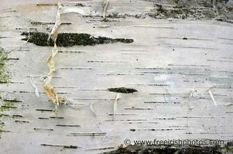 Close Up Of Bark On A Silver Birch Tree Beata