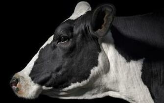 Cow Wallpaper Desktop