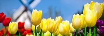 Pleasant Dual Screen Nature And Spring Wallpaper Multy Shades