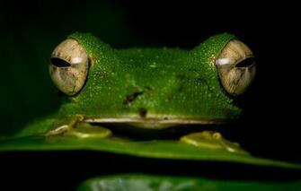 Wallpaper Animals Eyes Macro Close Up Frog Black Background