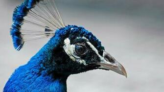 Most Beautiful Peacock HD Wallpaper Full 1080p