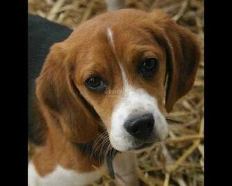 Beagle Screensaver The Displaying Men Best Friend
