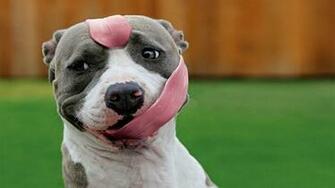 Pitbull Wallpaper HD