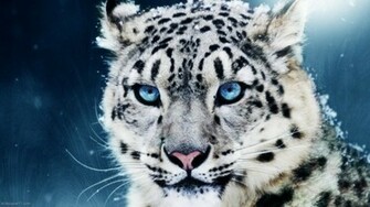 Snow Leopard Wallpaper HD For Htc First New Phone