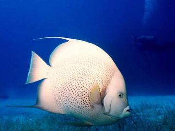 Funny Fish Wallpaper Widescreen Animal