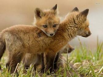 Fabulous Cute Fox Cub Wallpaper Size Amazingpict