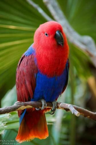 Exotic Birds Bird By Spyrogenes