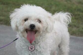 White Shih Tzu HD Wallpaper Animals