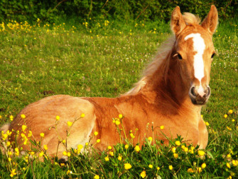 Beautiful Horse Wallpaper