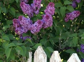 Lilacs And Picket Fence Wallpaper