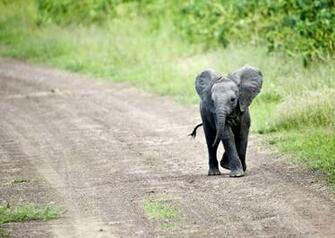 Elephant Baby Wallpaper