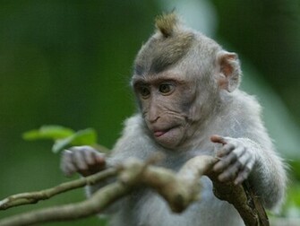 Nature Wallpaper Baby Monkey Funny