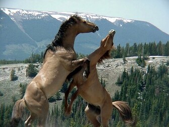 Fantasy Horses Wallpaper Wild Horse