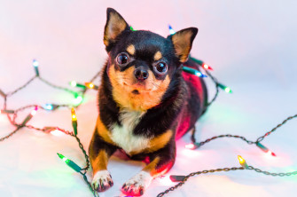 Christmas Lights Dog Animal Chihuahua HD Wallpaper