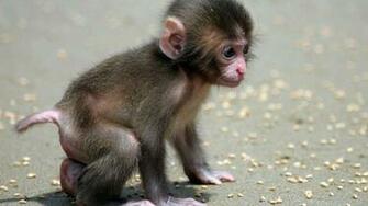 Funny Animals Of The Week May Animal Image Best