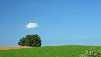 Field Trees Cloud Summer Piix Wallpaper