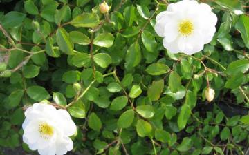 White Wild Roses Flower Wallpaper Wide