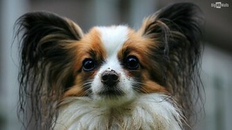 Papillon Galaxy Wallpaper