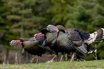 Wild Turkey Photo Shared By Bale Background Wallpaper Image