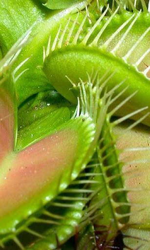 Bigger Venus Flytrap Live Wallpaper For Android Screenshot