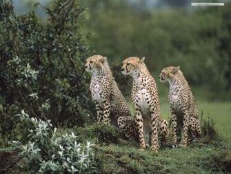 Wild Animal Wallpaper Submited Image
