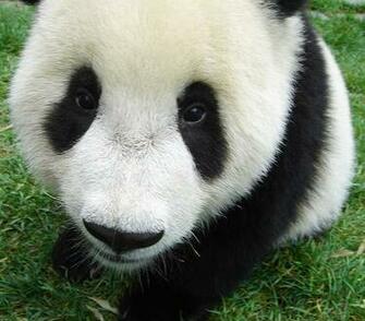 Baby Panda Bear A Photo On Iver