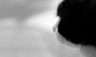 Collection Of Beautiful Black Cat Wallpaper If You Enjoy