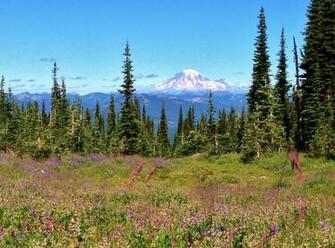 Mount Rainier From The Adams Wilderness By Flutterbatismagic On