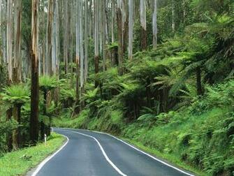 Rainforest Road Wallpaperfool