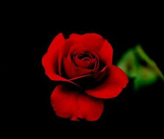 Red Rose With Black Background