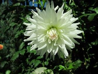 Fine Day At The Garden With Dahlia Wallpaper