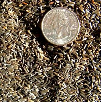 Image Nyjer Thistle Bird Seed Pc Android iPhone And iPad Wallpaper