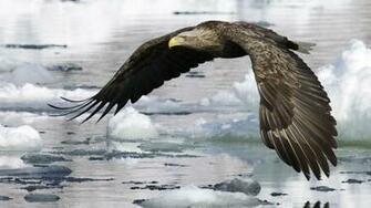 Flying Eagle HD Wallpaper Pictures