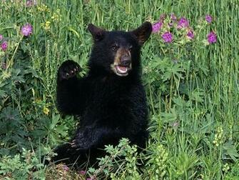 Black Bear Cool Wallpaper HDblackwallpaper