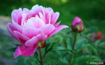 Wallpaper Flower Peony