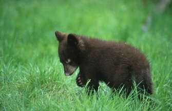 Black Bears Wallpaper Windows