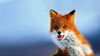 Fox Wallpaper Resolution