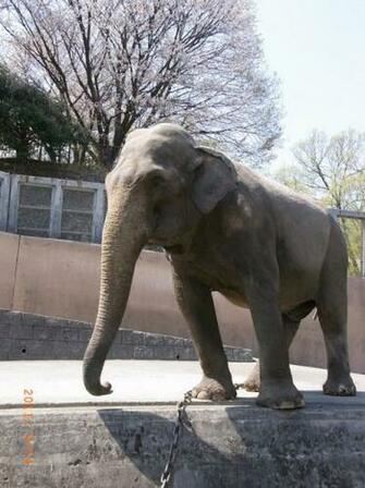 Elephant Background