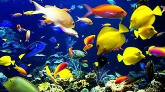 Fish Swimming 3d Lw Screenshot