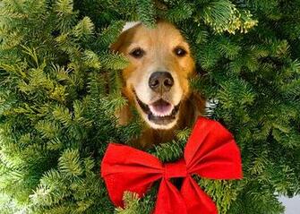 Golden Retriever Christmas Dog Holiday