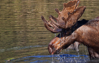 Moose Full HD Wallpaper And Image