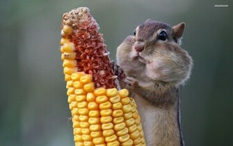 Chipmunk Wallpaper