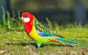 Beautiful Birds HD Wallpaper Pop