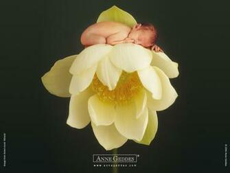Anne Geddes Baby Wallpaper