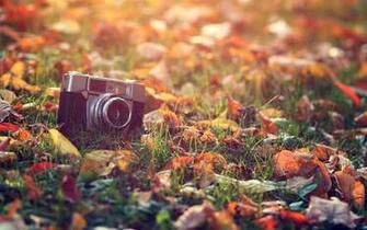 Vintage Flowers Wallpaper HD Pictures One