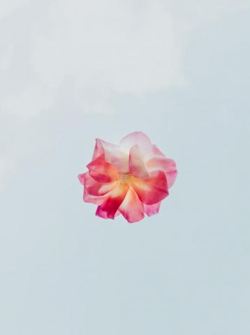 Flower Wallpaper HD Hq