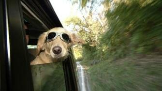 Funny Dog Wallpaper For Desktop Net