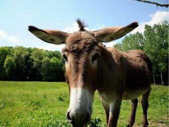 Donkey Pictures Domestic Cute Wallpaper