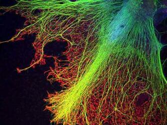 Human Cell Wallpaper A Stem Embryo